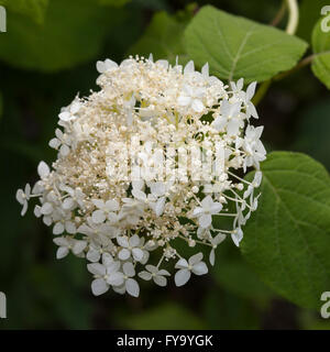 Glatte Hortensie (Hydrangea Arborescens 'Grandiflora') Stockfoto