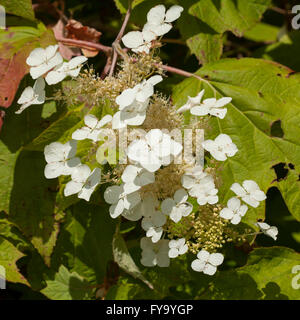 Oakleaf Hortensie (Hydrangea Quercifolia) Stockfoto