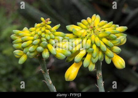 Aloe-Arten (Aloe Sinkatana), ursprünglich aus Nordost-Afrika Stockfoto