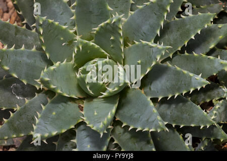 Kurz-leaved Aloe (Aloe Brevifolia), native, Western Cape, Südafrika Stockfoto