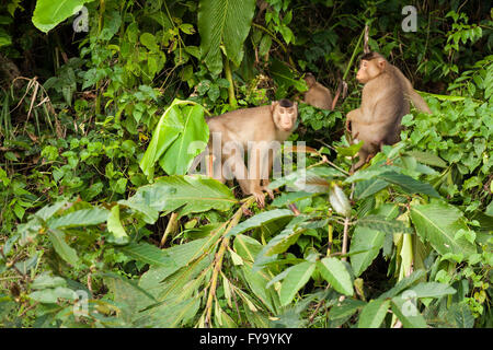 Südliche Schweinsaffen (Macaca Nemestrina), Gruppe, Kinabatangan, Sabah, Borneo, Malaysia Stockfoto