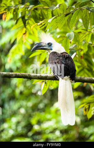 White-crowned Hornbill (Berenicornis Comatus), Männlich, Kinabatangan, Sabah, Borneo, Malaysia Stockfoto