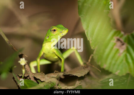 Grüner Baum Eidechse (Bronchocoela Cristatella), Kinabatangan, Sabah, Borneo, Malaysia Stockfoto