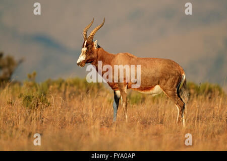 Eine Blessböcke Antilope (Damaliscus Pygargus) im Grünland, Südafrika Stockfoto