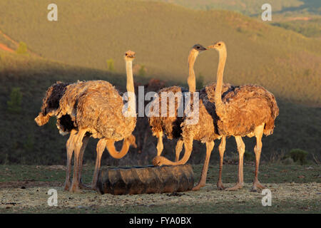 Strauße auf einer Straussenfarm in der Karoo-Region in Western Cape, Südafrika Stockfoto