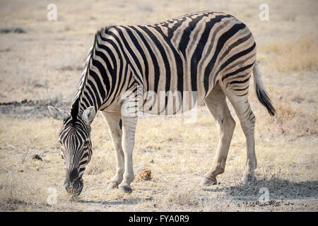 Plain's Zebra, Burchell's Race, Etosha National Park, Namibia Stockfoto