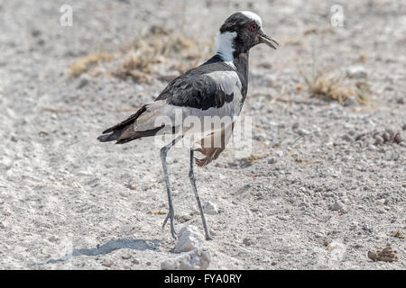 Schmied Kiebitz oder Schmied Pfrover, Vanellus armatus, Wasserloch, Etosha National Park, Namibia Stockfoto