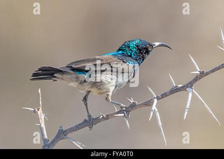 Männchen, Weißbauchsonnenvogel, Cinnyris talatala, alias Weißbrustsonnenvogel, auf Akazie, Etosha National Park, Namibia Stockfoto