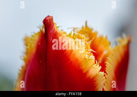 Tulpe Blumen im Frühjahr. Strauß Tulpen. Bunte Blumen mit selektiven Fokus bei Tulip Symphony in Pitesti, Rumänien Stockfoto