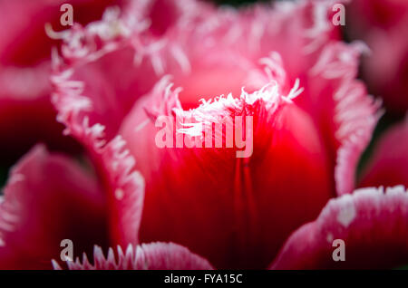 Tulpe Blumen im Frühjahr. Strauß Tulpen. Bunte Blumen mit selektiven Fokus bei Tulip Symphony in Pitesti, Rumänien Stockfoto