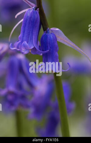 Eine Makroaufnahme Glockenblumen in einem native English Waldgebiet Stockfoto