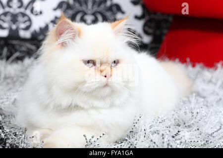 Persian White aristokratischen cat Stockfoto