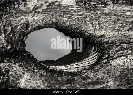 Einzigen großen Knoten Loch im Alter Holz in schwarz / weiß Monochrom Stockfoto