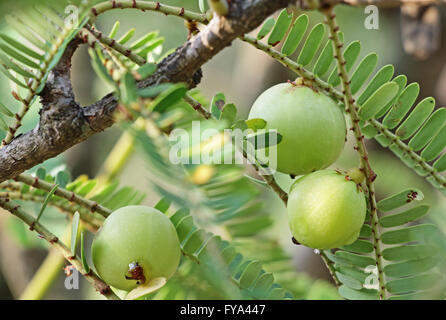 Früchte der indische Stachelbeere Phyllanthus Emblica. Ein wesentlicher Bestandteil der traditionellen indischen pflanzliche Arzneimittel. Auch als GwG. Stockfoto