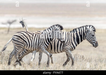 Plain's Zebra, Burchells Rasse, Mutter & Fohlen, Etosha National Park, Namibia Stockfoto