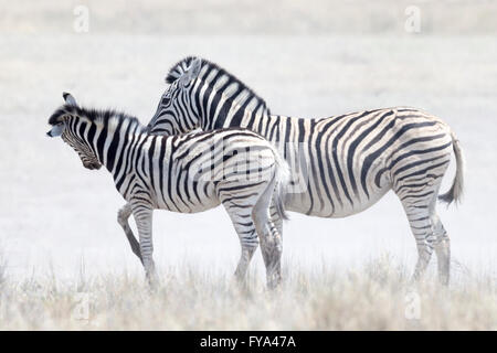 Plain's Zebra, Burchells Rasse, Mutter & Fohlen, Etosha National Park, Namibia Stockfoto