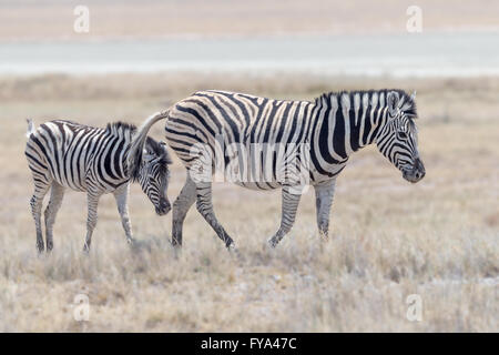 Plain's Zebra, Burchells Rasse, Mutter & Fohlen, Etosha National Park, Namibia Stockfoto