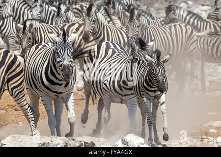 Plain's Zebra, Burchell's Race, Running, Etosha National Park, Namibia Stockfoto