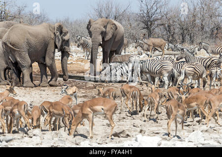 Szenen um Wasserloch, Elefanten, Ebenen Zebra, Burchells Rasse, schwarz gesichtige Impala, Etosha Nationalpark, Namibia Stockfoto