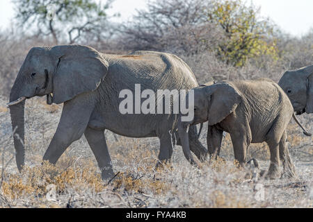 Elefantenherde, Mutter und Kalb, Dämmerung, Etosha Nationalpark, Namibia Stockfoto