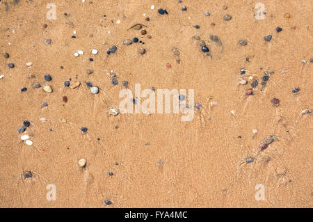 Natürlichen Hintergrund gemacht, nassen Sand und Kiesel Stockfoto