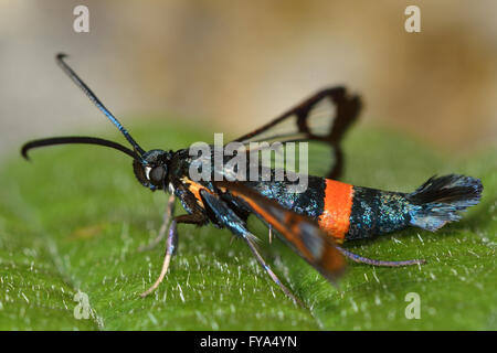 Große rote Gürtel Clearwing (Synanthedon Culiciformis) im Profil. Auf nationaler Ebene knapp Motte in der Familie Sesiidae, am Dornbusch Stockfoto