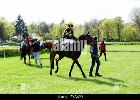 Polen. 24. April 2016. Rennen, Pferd, Open Season 2016, Wroclaw, Dolnoslaskie, Partynice, Partynice Wroclaw/Breslau, Polen, Polen, Stockfoto