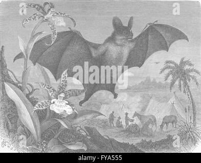 BATS: Die große Vampir-Fledermaus, antiken Druck 1893 Stockfoto