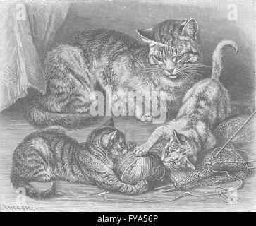 Katzen: Die Hauskatze, antiken Druck 1893 Stockfoto