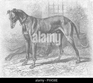 Hunde: English Greyhound, antike print 1893 Stockfoto