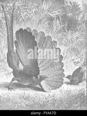 Vögel: Argus Fasan anzeigen, antique print 1895 Stockfoto