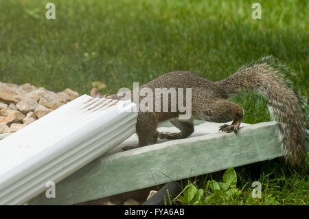 Vadnais Heights, Minnesota. Eichhörnchen trinken Wasser aus einem Regen-Auslauf. Östliche graue Eichhörnchen - Sciurus Carolinensis. Stockfoto