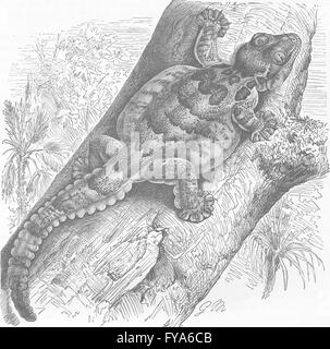 Reptilien: Fransen Gecko, antiken Druck 1896 Stockfoto