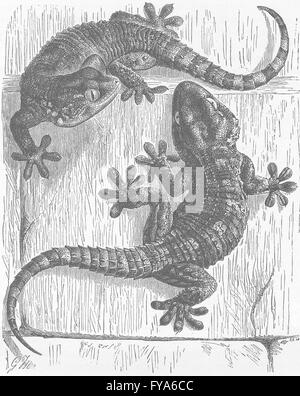 Reptilien: Wand-Geckos, antique print 1896 Stockfoto