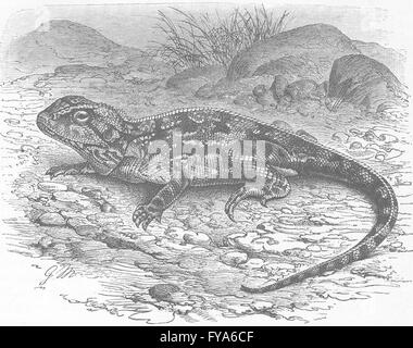 Reptilien: Bewaffnete Agama, antiken Druck 1896 Stockfoto