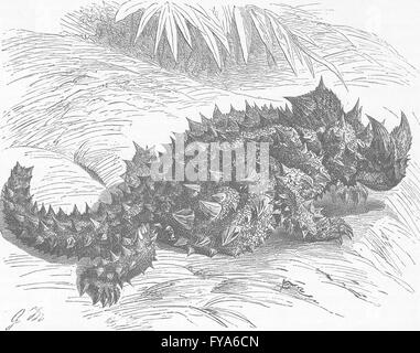 Reptilien: Moloch Eidechse, antiken Druck 1896 Stockfoto