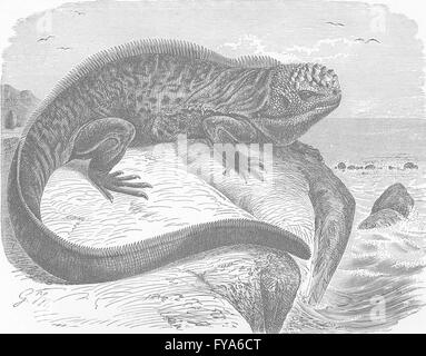 PERU: Galapagos Meer-Eidechse, antiken Druck 1896 Stockfoto