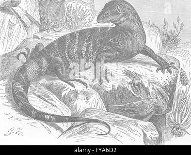 Reptilien: Cape Monitor, antiken Druck 1896 Stockfoto