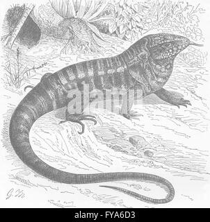 Reptilien: Die Teju, antiken Druck 1896 Stockfoto