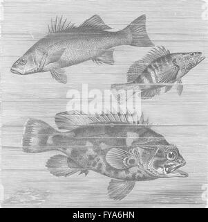 Fisch: Gemeinsame Bass Meer-Barsch & Stein-, antiken Drucken 1896 Stockfoto