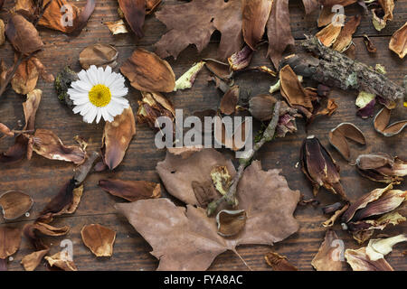 Einzelne Daisy Blume mit braunen Herbst Blätter auf hölzernen Hintergrund als ein symbolisches Bild für Zeit und Vergänglichkeit, Leben und Tod Stockfoto