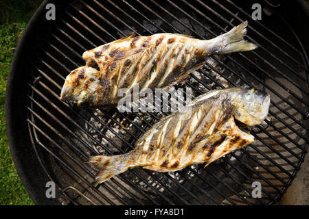 Frischer Fisch mit Gewürzen auf Grill über Kopf schießen. Stockfoto