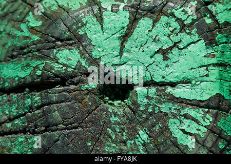 Textur, die Protokolle auf dem Längsschnitt zeigt Sägen schneiden entlang Jahresringe. Stockfoto