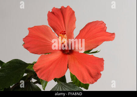 Rote Blume eine Zimmerpflanze Hibiskus, Hibiscus Rosa-Sinensis, zeigt Stigma und Staubbeutel Stockfoto