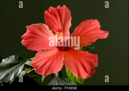 Rote Blume eine Zimmerpflanze Hibiskus, Hibiscus Rosa-Sinensis, zeigt Stigma und Staubbeutel Stockfoto