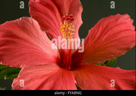 Rote Blume eine Zimmerpflanze Hibiskus, Hibiscus Rosa-Sinensis, zeigt Stigma und Staubbeutel Stockfoto