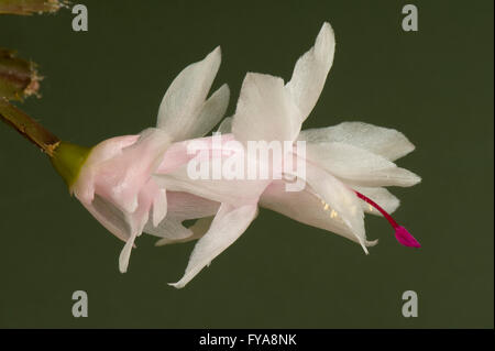 Eine Blume Weihnachtskaktus Schlumbergera Hybriden, mit weißen bis rosa Tube und Puple, Magenta Pistole Stockfoto