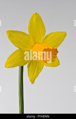 Narcissus Cyclamineus 'Jetfire' Narzisse Blüte mit gelben Blütenhülle und dunkler orange Trompete Stockfoto
