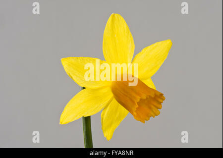 Hinterleuchtete Blume des Narcissus Cyclamineus 'Jetfire' Narzisse mit gelben Blütenhülle und dunkler orange Trompete Stockfoto
