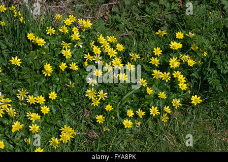 Kleinen Celandines, Ficaria Verna, gelb blühenden Frühling Hahnenfuß-ähnliche Pflanze Stockfoto